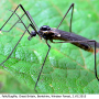 Gnophomyia elsneri : habitus - male