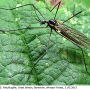 Gnophomyia elsneri : habitus - male