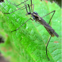 Gnophomyia elsneri : habitus - male