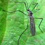 Gnophomyia elsneri : habitus - male