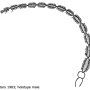 Gnophomyia elsneri : body part(s) - antenna