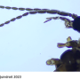 Gnophomyia elsneri : body part(s) - head and antenna