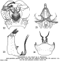Gnophomyia elsneri : hypopygium