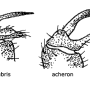 Gnophomyia elsneri : hypopygium