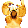 Gnophomyia elsneri : hypopygium