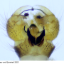 Gnophomyia elsneri : hypopygium