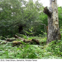 Gnophomyia elsneri : habitat
