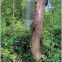 Gnophomyia elsneri : habitat