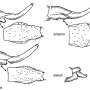 Gnophomyia elsneri : ovipositor