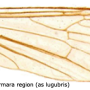 Gnophomyia elsneri : wing