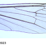 Gnophomyia elsneri : wing