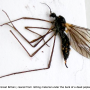 Gnophomyia viridipennis : habitus - female