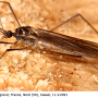 Gnophomyia viridipennis : habitus - female