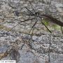 Gnophomyia viridipennis : habitus - male
