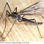 Gnophomyia viridipennis : habitus - male