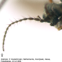 Gnophomyia viridipennis : body part(s) - antenna