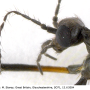 Gnophomyia viridipennis : body part(s) - head and antenna