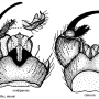 Gnophomyia viridipennis : hypopygium