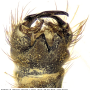 Gnophomyia viridipennis : hypopygium