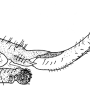 Gnophomyia viridipennis : ovipositor