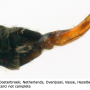Gnophomyia viridipennis : ovipositor