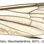 Gnophomyia viridipennis : wing