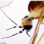 Gonomyia (Gonomyia) bifida : body part(s) - head and antenna