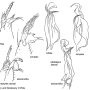 Gonomyia (Gonomyia) bifida : hypopygium