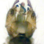 Gonomyia (Gonomyia) dentata : hypopygium Gonomyia (Gonomyia) dentata : hypopygium