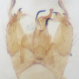 Gonomyia (Gonomyia) subtenella : hypopygium