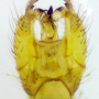 Gonomyia (Gonomyia) subtenella : hypopygium