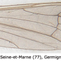 Gonomyia (Gonomyia) subtenella : wing