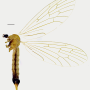 Grahamomyia bicellula : habitus - female