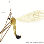 Grahamomyia bicellula : habitus - male