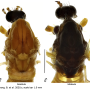 Grahamomyia bicellula : body part(s) - head and thorax