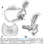 Grahamomyia bicellula : hypopygium