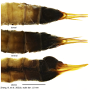 Grahamomyia bicellula : ovipositor