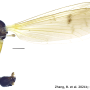 Grahamomyia bilobula : habitus - male