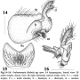 Grahamomyia bilobula : hypopygium