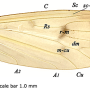 Grahamomyia bilobula : wing
