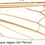 Helius (Helius) calviensis : wing