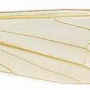 Helius (Helius) calviensis : wing