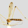 Helius (Helius) flavipes : habitus - female