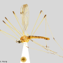 Helius (Helius) flavipes : habitus - male