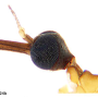 Helius (Helius) flavus : body part(s) - head and antenna