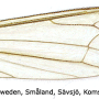 Helius (Helius) flavus : wing