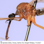Helius (Helius) hispanicus : body part(s) - head and thorax