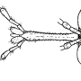 Helius (Helius) longirostris : body part(s) - head