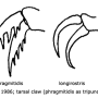Helius (Helius) longirostris : body part(s) - leg