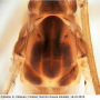 Helius (Helius) longirostris : body part(s) - thorax